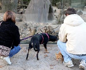 Hundewochenenden: viermal auf vier Pfoten durch den Zoo Karlsruhe